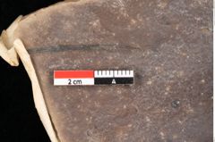 Foto (Detailsansicht) von Quercus palaeoilex Ettingshausen (NHMW-GEO-2024-0188-0779)